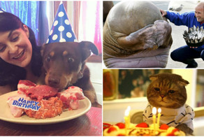 20 животных, которые тоже любят праздновать день рождения