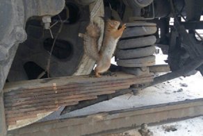 К нам на работу пришёл бельчонок!