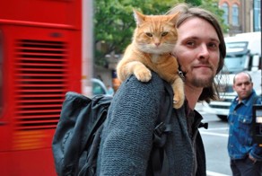 Коты и их музыканты 