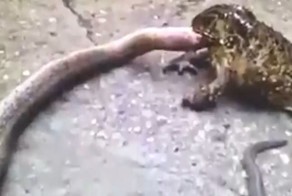 Жаба заживо пожирает змею