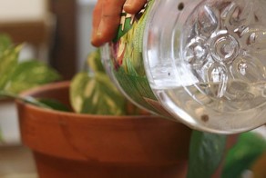 Сливаешь воду после макарон – твои проблемы. Вот что можно с ней сделать!