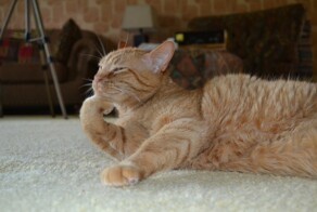 Коты, они же как люди!