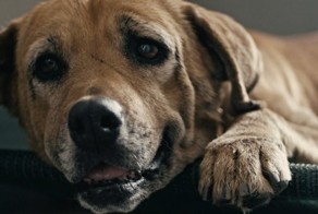 Храбрая собака прикрыла своим телом детей от выстрела убийцы