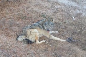 Как охотники спасали волка из капкана 