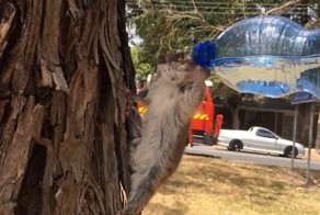 Австралиец спас опоссума от обезвоживания