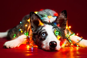 Рождественские портреты собак