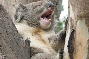 Вот догоню и заобнимаю!