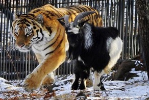 Амур и Тимур играют друг с другом в догонялки
