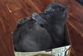 Самые эффектные неудачи и приколы с участием животных за 2015 год