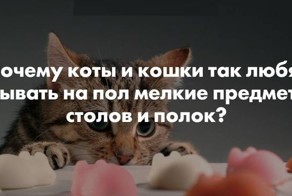 Так вот почему кошки сбрасывают вещи со стола и полок