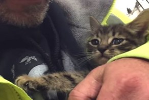 Котенка, упавшего в ливневый сток, спасли спустя 33 часа