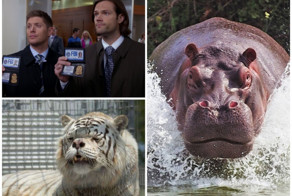 20 невероятных фактов, которые больше похожи на ложь, чем на правду