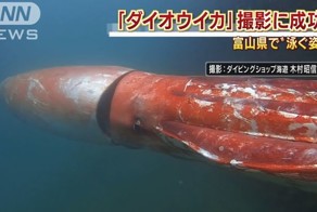 В Японии сняли на камеру редкого гигантского кальмара