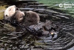 Выдра ни на секунду не расстается со своим малышом