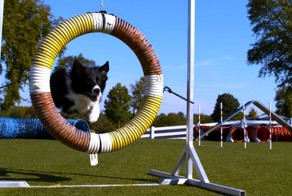 Cамые крутые собаки в Slow Mo