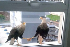 29 случайных фотографий, которые заставят вас взглянуть на них дважды