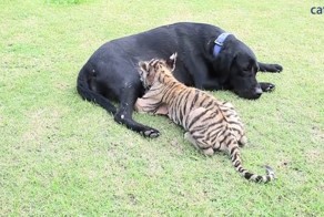 Собака усыновила тигрёнка