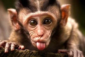 Гороскоп на 2016 год и талисманы, которые обязательно принесут удачу