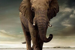 Самый дорогой кофе в мире - это сорт Black Ivory