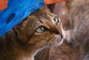 Коты, они же как люди