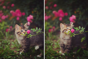 15 фотографий животных, которые любят вдыхать аромат цветов