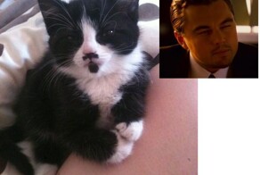 Коты, они же как люди