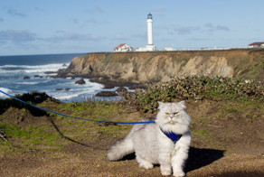 Знакомьтесь, кот Гэндальф, который может похвастаться незабываемыми путешествиями