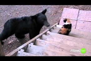 Страшнее кошки зверя нет!