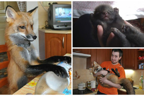 Чешский парень "удочерил" лису, чтобы спасти ее от страшной участи