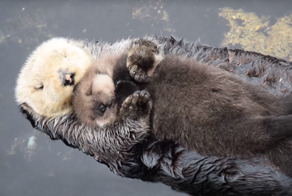 Новорожденный детеныш выдры, спящий на животе дрейфующей мамы