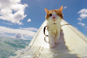 Одноглазый кот, занимающийся серфингом на Гавайях