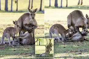 Последнее объятие: умирающая мама-кенгуру прощается со своим детёнышем