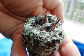 Спасенные птенцы колибри – самое симпатичное из всего, что вы когда-либо видели