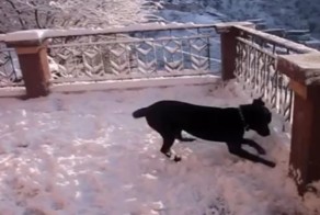 Очаровательная озорная реакция собаки на первый снег