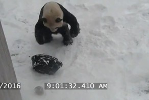 Неуклюжая панда устроила "снежную битву" со своей пустой миской 