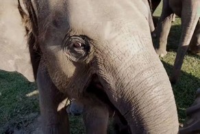 То, как эти слоны относятся к своему любимому волонтеру — невероятно! 