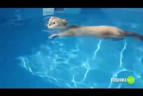 Из жизни котоплавающих 