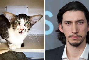 Кошачий двойник злодея из "Звездных войн" наконец обрел новую семью