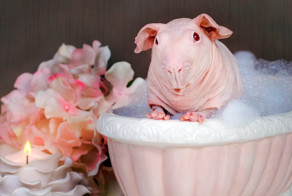 Будуарная фотосессия морской свинки