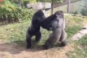  Две гориллы устроили зрелищный бой в стиле UFC