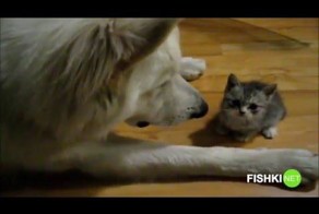 Вот как выглядит доверие!