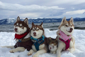 Три собаки хаски спасли от смерти котёнка; теперь взрослая кошка - их лучший друг