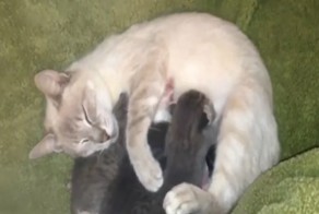 Кошке принесли брошенного щенка. Её реакция невероятна!