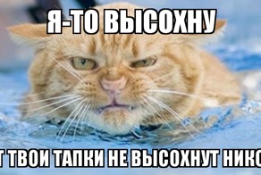 Эти животные умело кидают предъявы