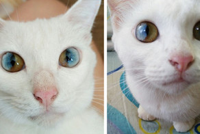Целая Вселенная в глазах кошки