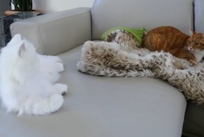 Как кошки реагируют на кота-робота