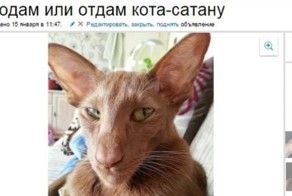 Реальное объявление с Авито: продам или отдам кота-сатану
