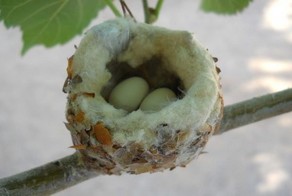 10 удивительных фактов, о которых вы, возможно, не знали