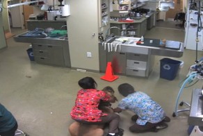 Пойман, но не сломлен! Пёс избежал кастрации в ветеринарной клинике самым лучшим способом 