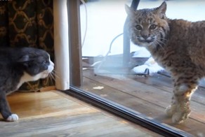 Рысь не понимает, почему домашняя кошка так агрессивна 